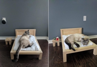 Florida Man Builds Custom Cat Bed and Side Table
