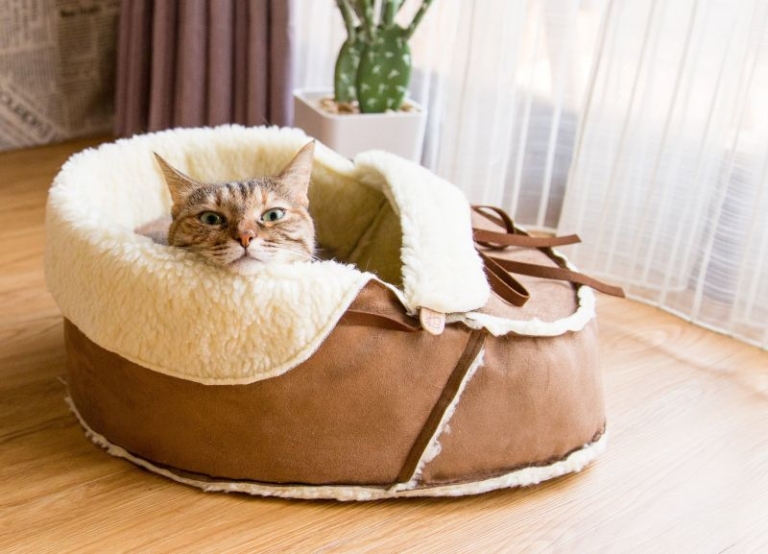 20 Best Designer Cat Beds You can Buy Online in 2021
