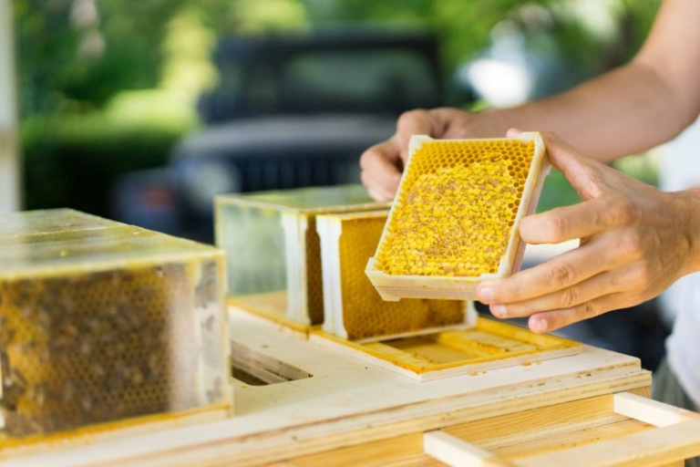 B-box Hive By Beeing Is Designed For Beekeeping In Small Apartments