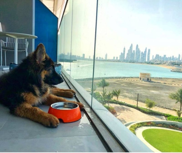 You can Take Your Puppy to this PetFriendly Luxury Hotel in Dubai