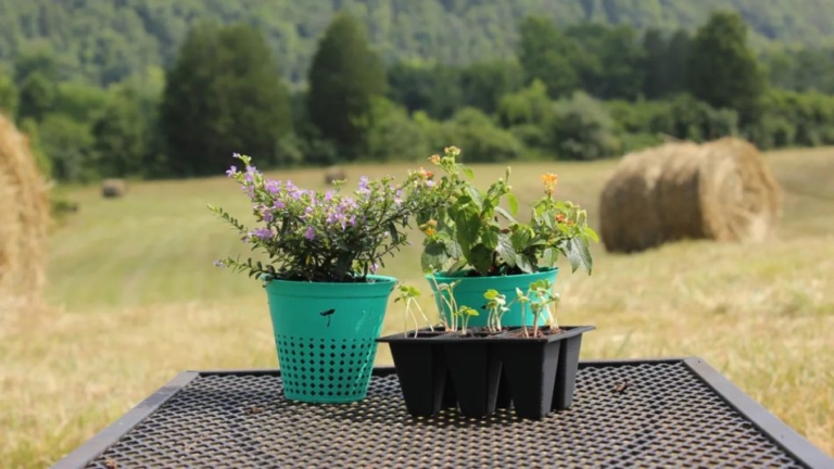 Biodegradable Plastic Pot can be Planted Along with the Flora