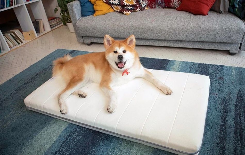 fully washable dog bed