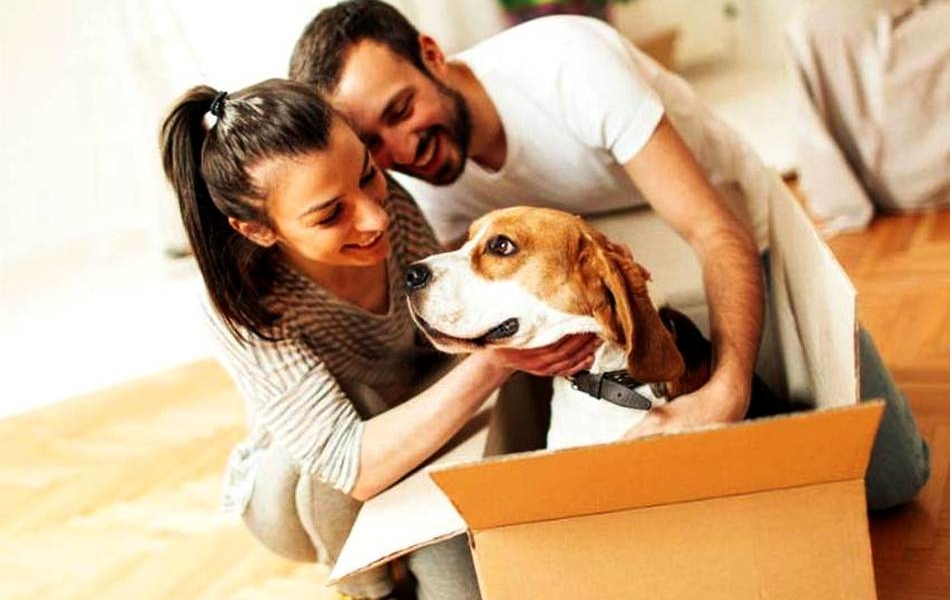 Complete Checklist For Moving With Pets | Rebecca's Sweet Life in Melbourne