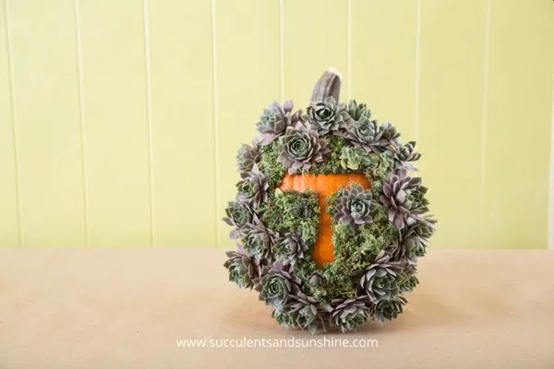 Pumpkin with Succulent on its surface   