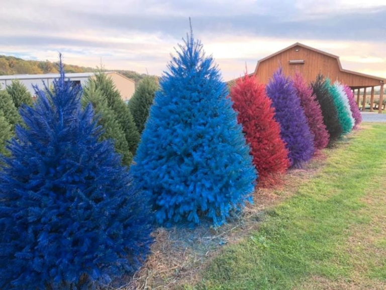 Wyckoff Christmas Tree Farm is Offering Colored Christmas Trees