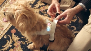 Inupathy dog emotion wearable device