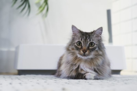 Cove by Tuft + Paw: Easy to Clean Cat Litter Box Made of Recycled Plastic