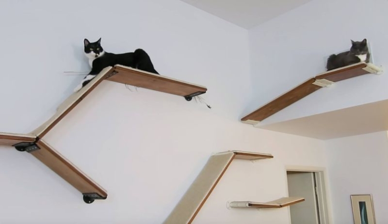 These Configurable Shelves Provide Infinite Possibilities for Your Cat