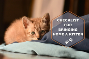 Things-to-consider-before-bringing-home-a-kitty