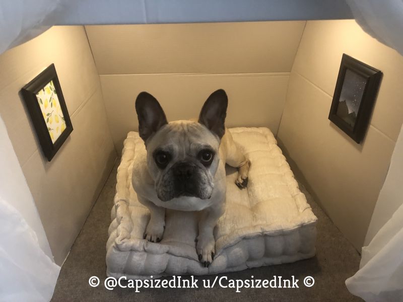 Redditor Turns Empty Fireplace into Little Dog Condo 