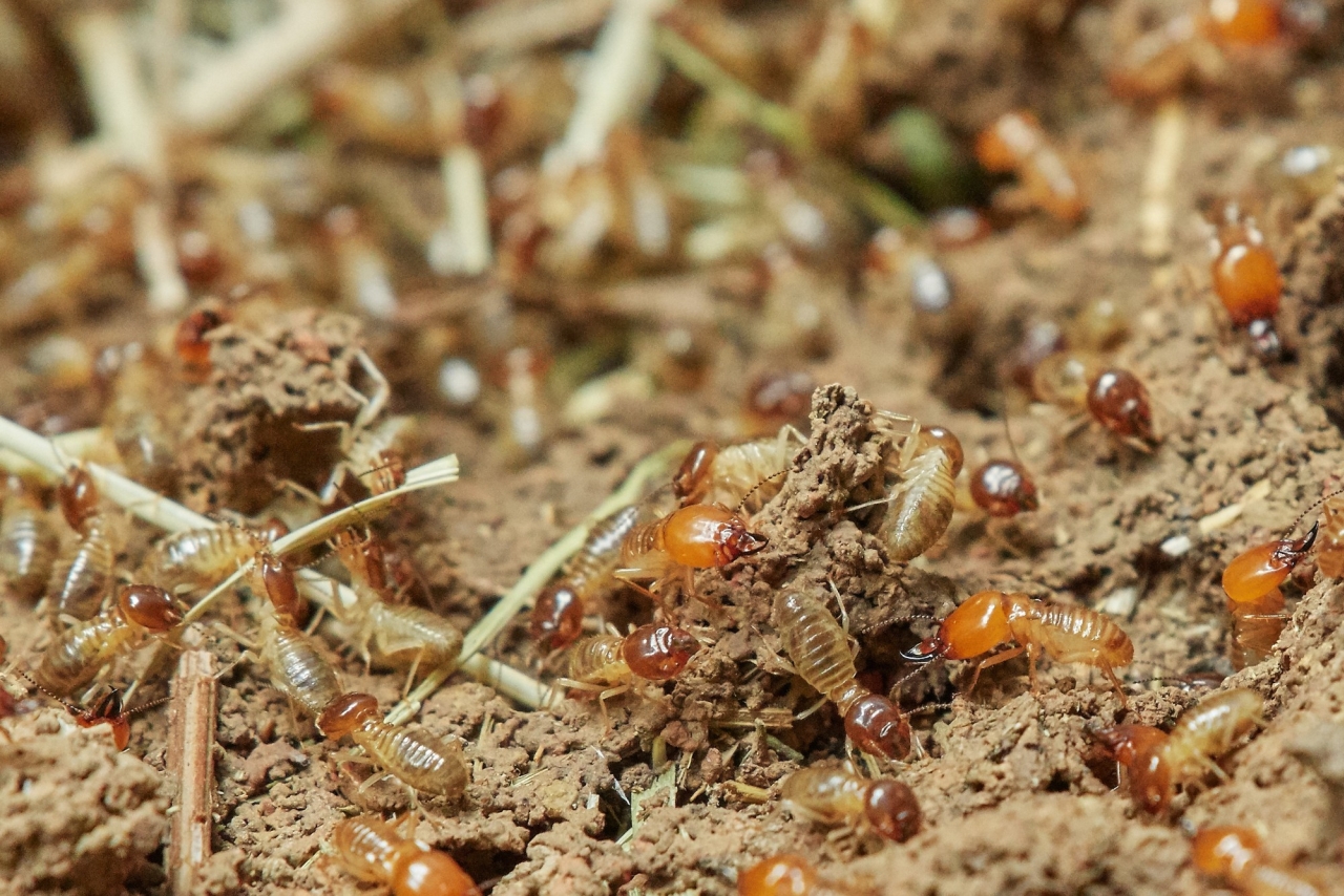 Termite Treatment - Everything You Should Know