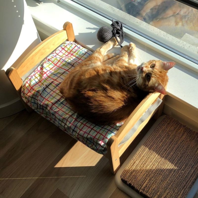 Cat Owners Turn IKEA Toy Furniture into Adorable Pet Beds