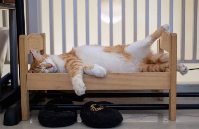 Cat Owners Turn IKEA Toy Furniture into Adorable Pet Beds