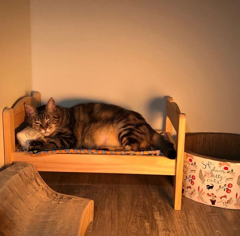 ikea toy bed cat