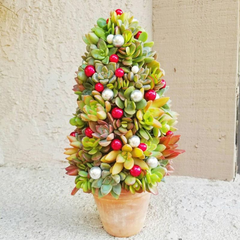 Succulent Christmas Trees are a Holiday Classic You May Know Before Now 