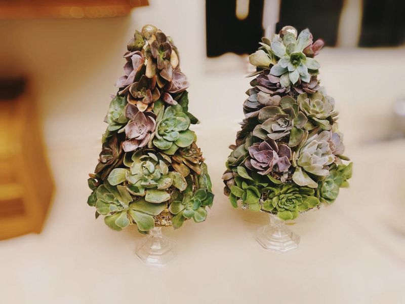 Succulent Christmas Trees are a Holiday Classic You May Know Before Now 