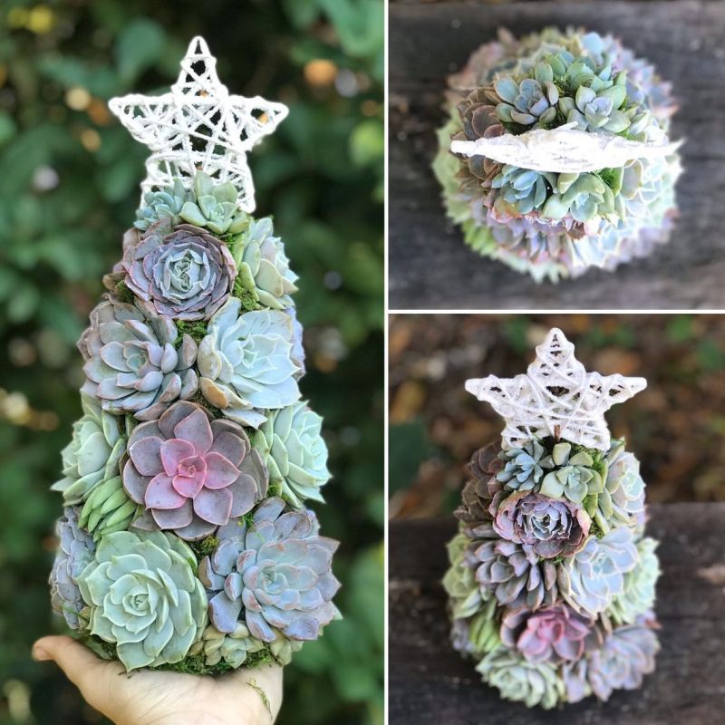 Succulent Christmas Trees are a Holiday Classic You May Know Before Now 