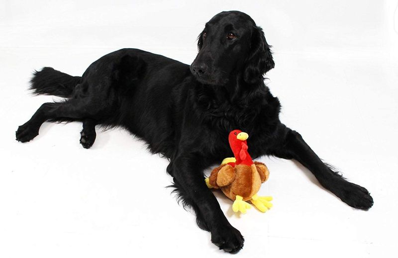 turkey toy for pets 