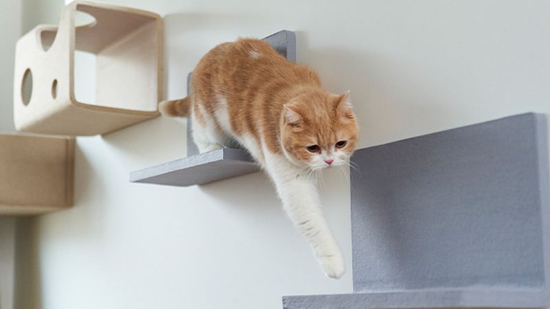 Nyanpeki Cat Wall can be Personalized According to Cats 