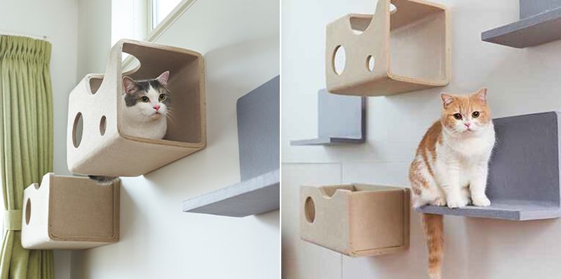 Nyanpeki Cat Wall can be Personalized According to Cats 