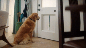 myQ Pet Portal: An Internet-Connected, Self-Opening Pet Door at CES 2021