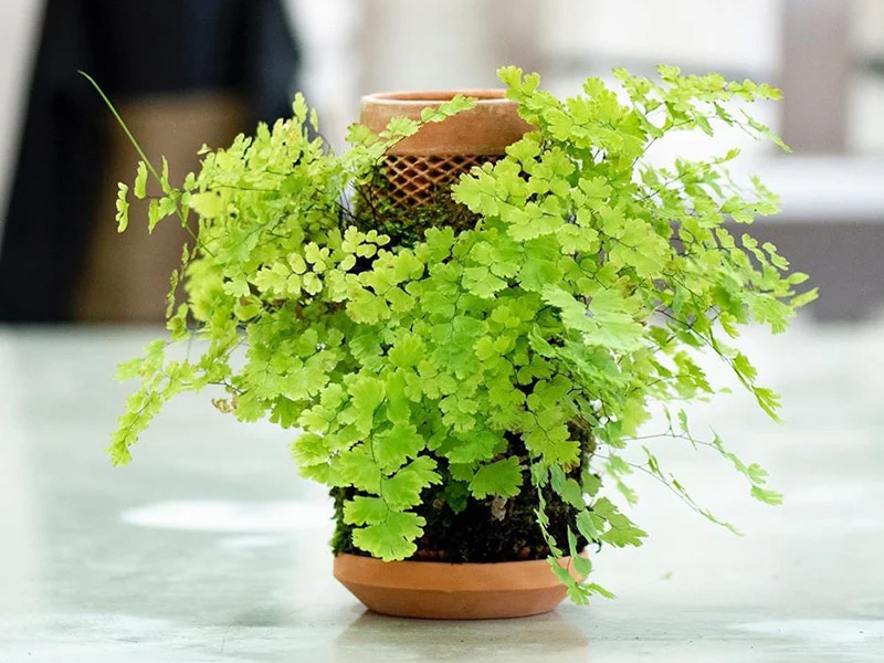 Inside out terraplanter, an optimal solution for plants to thrive indoors