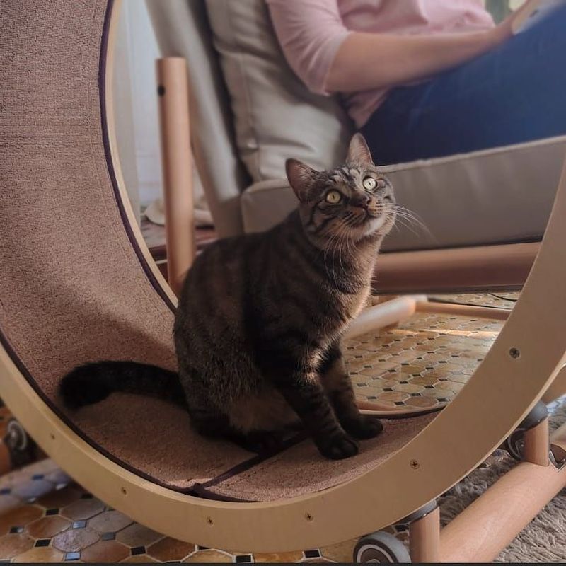 Loveseat Armchair with Cat Running Wheel is Perfect for Cat Lovers