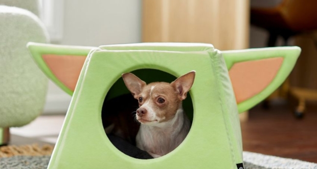 Chewy’s Disney-Themed Pet Collection: Here are Our Favorites