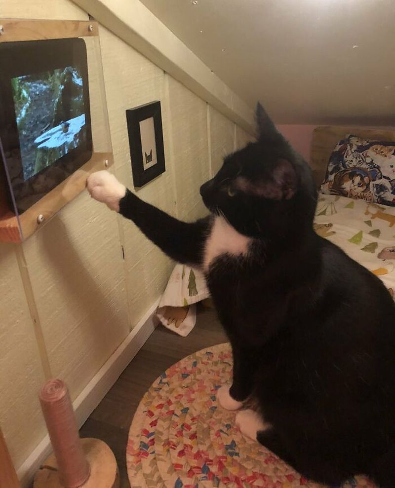 Man Transforms Empty Space in his House Into a Stunning Cat Bedroom With TV