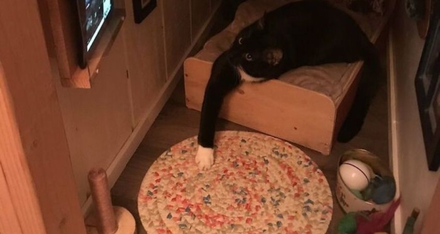 Man Transforms Empty Space in his House Into a Stunning Cat Bedroom With TV