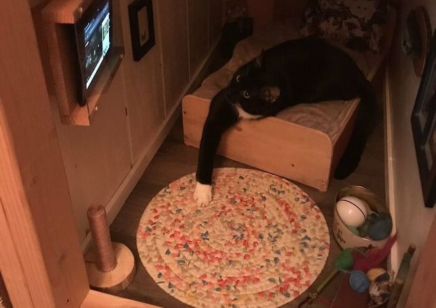 Man Transforms Empty Space in his House Into a Stunning Cat Bedroom With TV