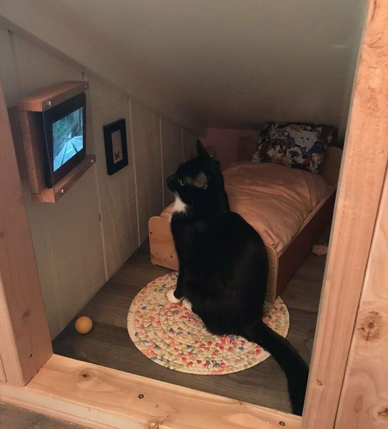 Man Transforms Empty Space in his House Into a Stunning Cat Bedroom With TV