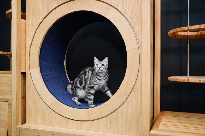 most expensive cat house