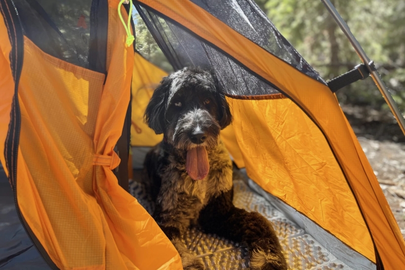 King Peak Tent makes camping fun with separate compartment for pooch.