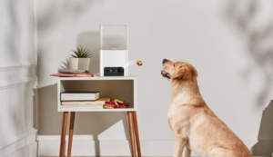 Newly Launched Petcube Bites 2 Lite has Smart Cam with Treat Dispenser