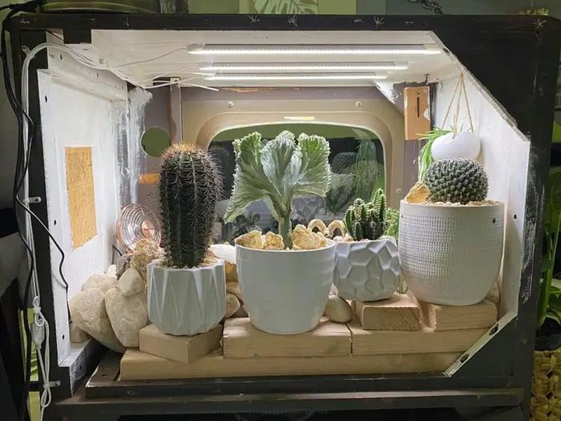 Woman Repurposes Retro TV as Terrarium for Her Cactuses