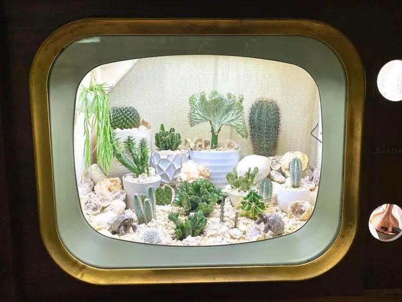 Woman Repurposes Retro TV as Terrarium for Her Cactuses