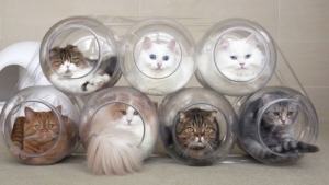 Women builds Plastic Jars as Cat Capsule Hotel for her beloveds