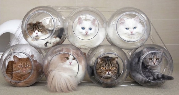 Women builds Plastic Jars as Cat Capsule Hotel for her beloveds
