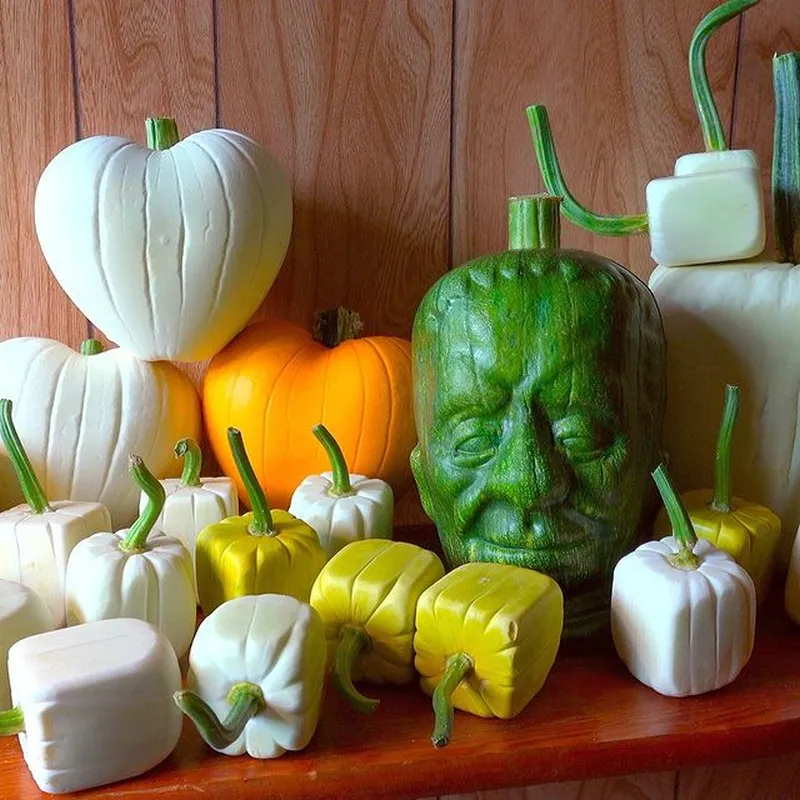 A Company is Selling Plastic Molds to Grow Pumpkins into Various Shapes for Halloween