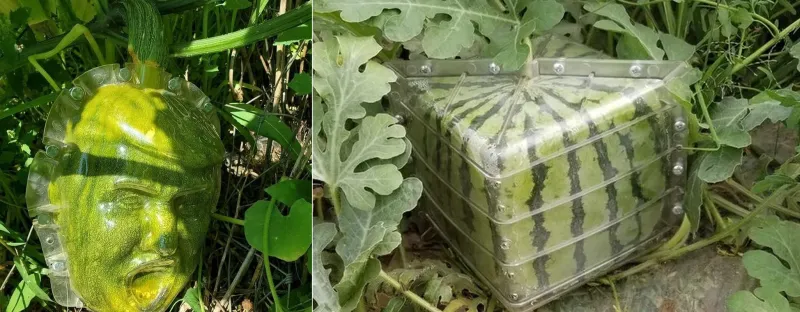 A Company is Selling Plastic Molds to Grow Pumpkins into Various Shapes for Halloween