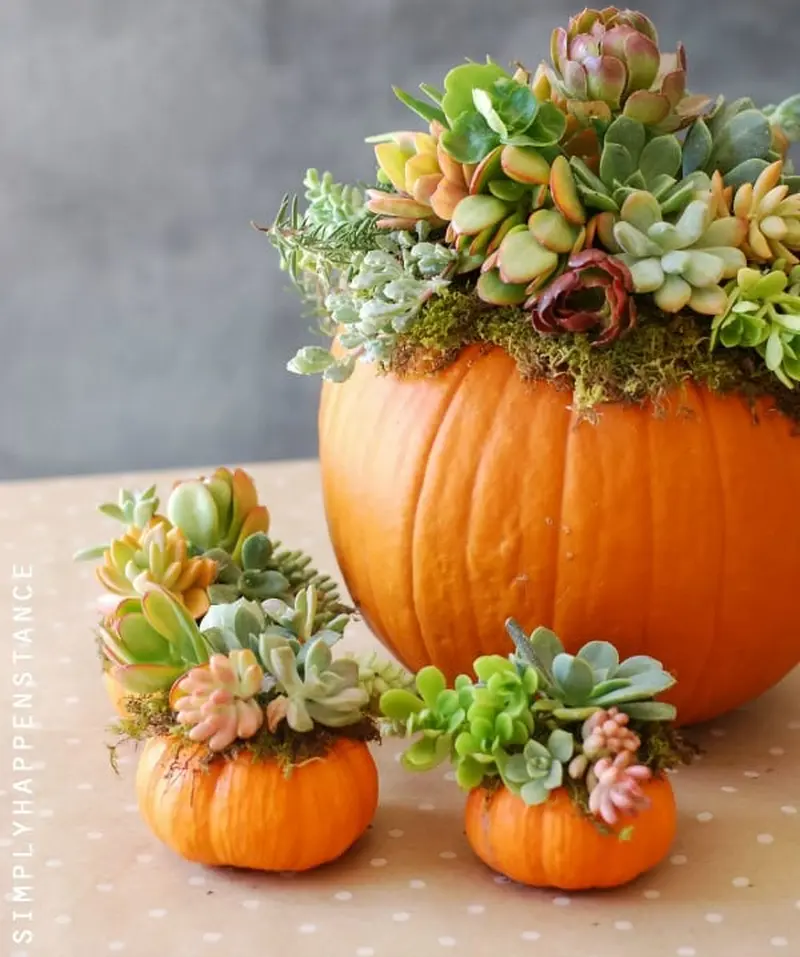 Pumpkin decor with Plants and succulents 