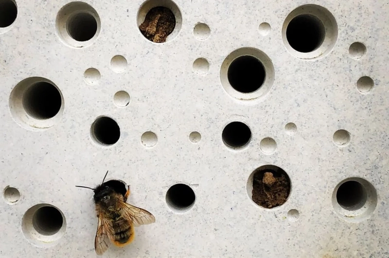 Bee Bricks 