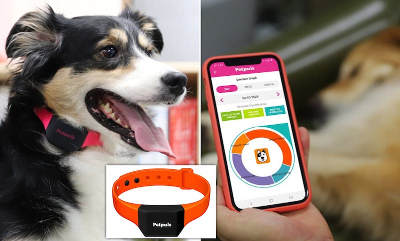 pet accessories at ces 2022