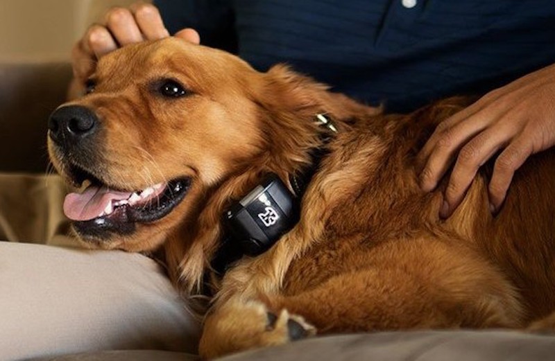 pet accessories at ces 2022