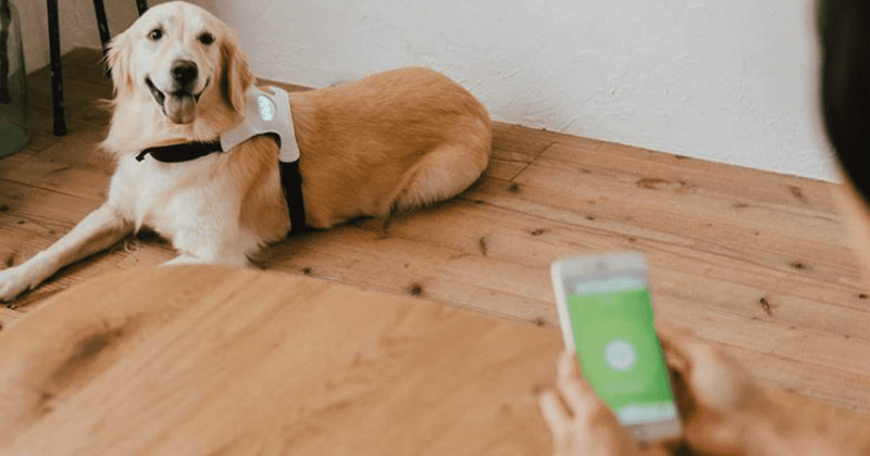 CES 2022: Invoxia Smart Dog Collar is a fitness tracker for your pet