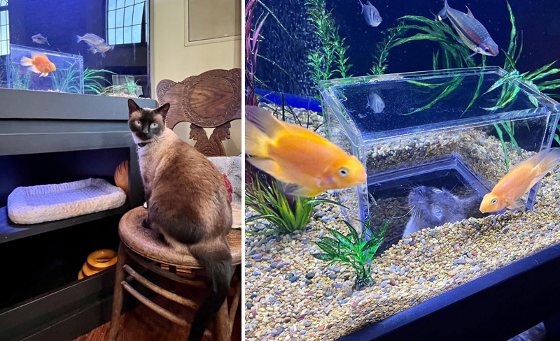 Customized-aquarium-for-cat-to-observe-fish