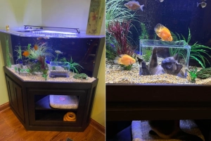 This Custom-Made Fish Tank has a Special Window for Cats to Watch Fishes