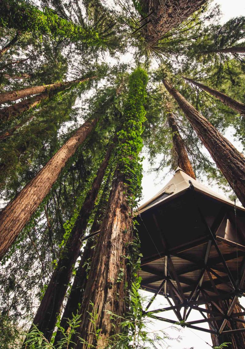 O2 Treehouse Treewalkers Tent - View from below