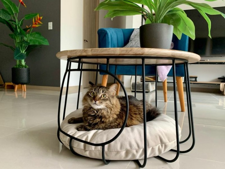 This Coffee Table With Oak Top has a Cozy Cat Bed in its Base